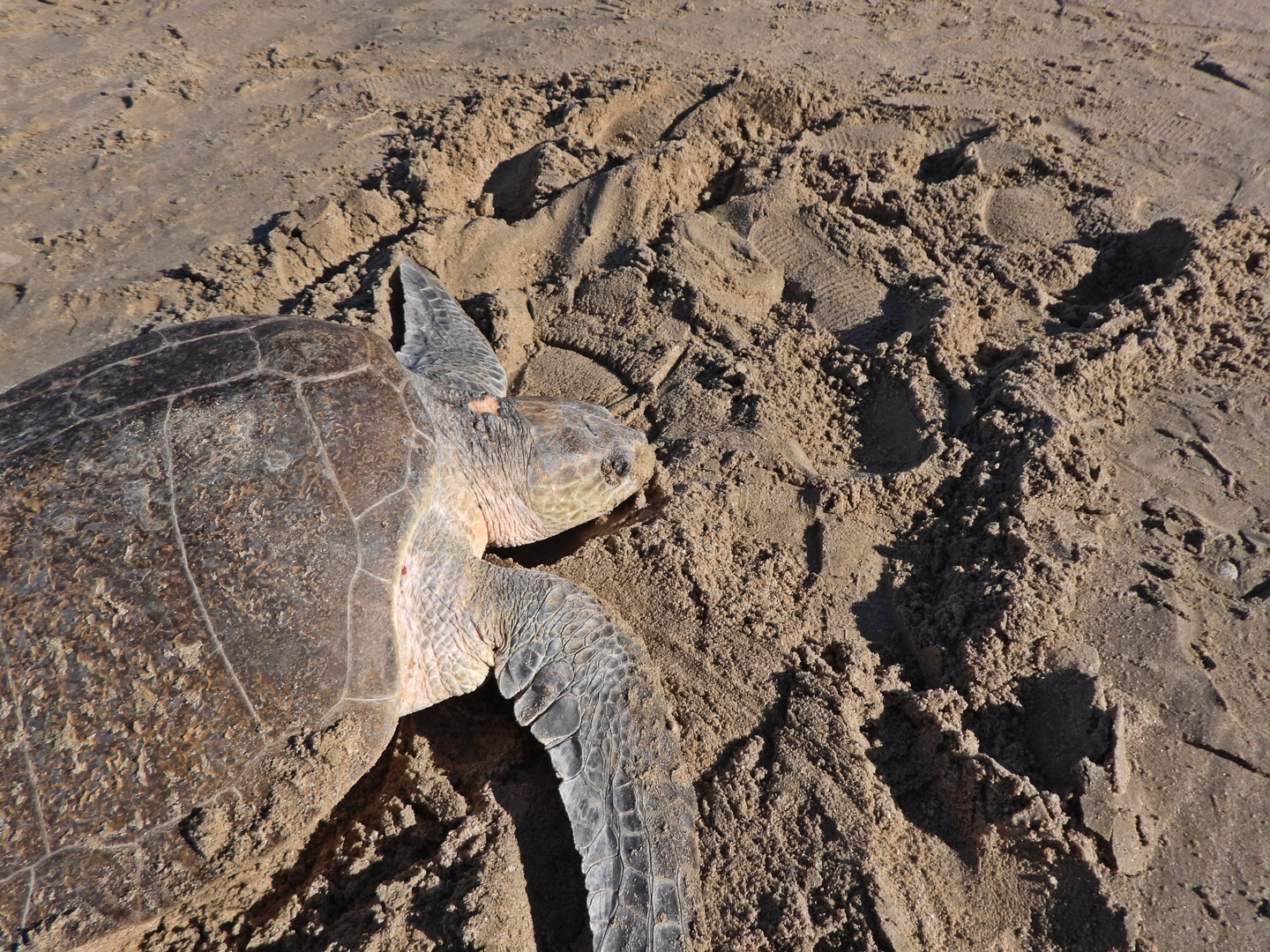Sea Turtle on Beach ©CEDO_Project Peril